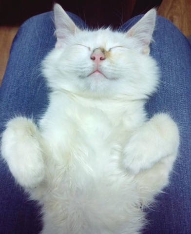 эфирные масла для кошек